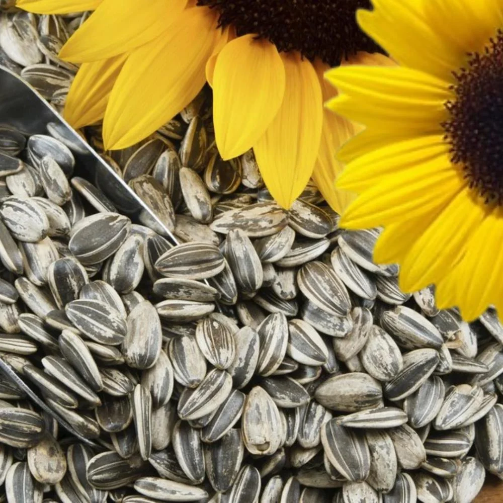 Sunflower Seeds