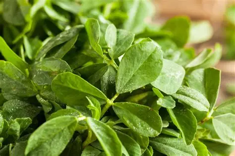Fenugreek Leaves